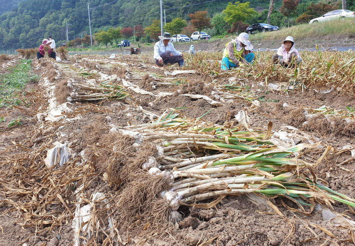 황토마늘 재배농민들이 마늘을 캐고 있다./단양군 제공