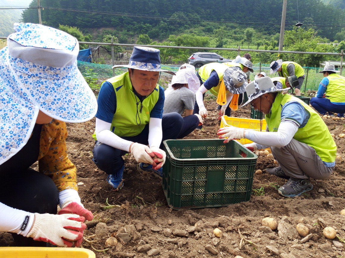 농협옥천군지부와 대청농협 직원 40여명은 지난 20일 일손부족 농가에서 감자수확 일손돕기를 실시했다. / 농협옥천군지부 제공
