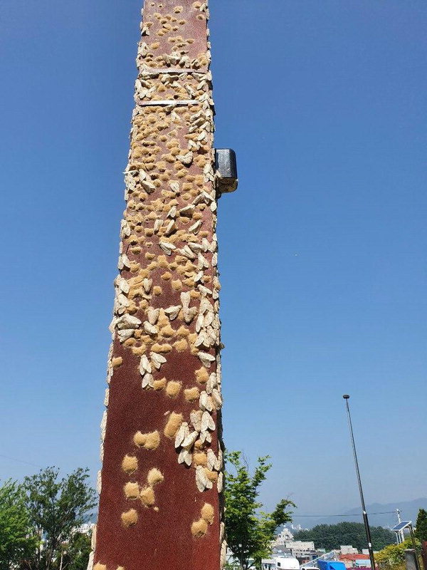 청전동 시민공원 철재기둥에 붙어 있는 매미나방과 알집/제천시 제공