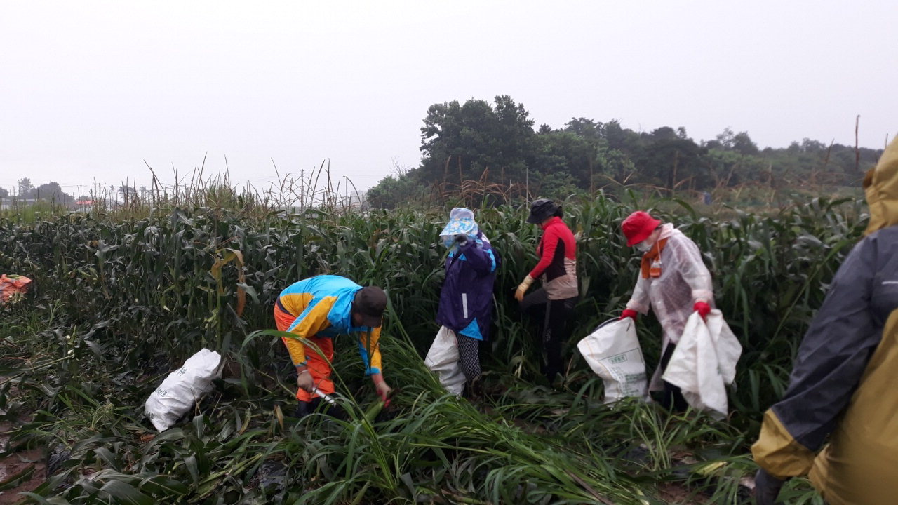 청주시 청원구 오근장동 새마을 남·여지도자는 24일 봉정소류지 인근 휴경지에서 옥수수 2천개를 수확해 지역 저소득 이웃에게 전달했다.