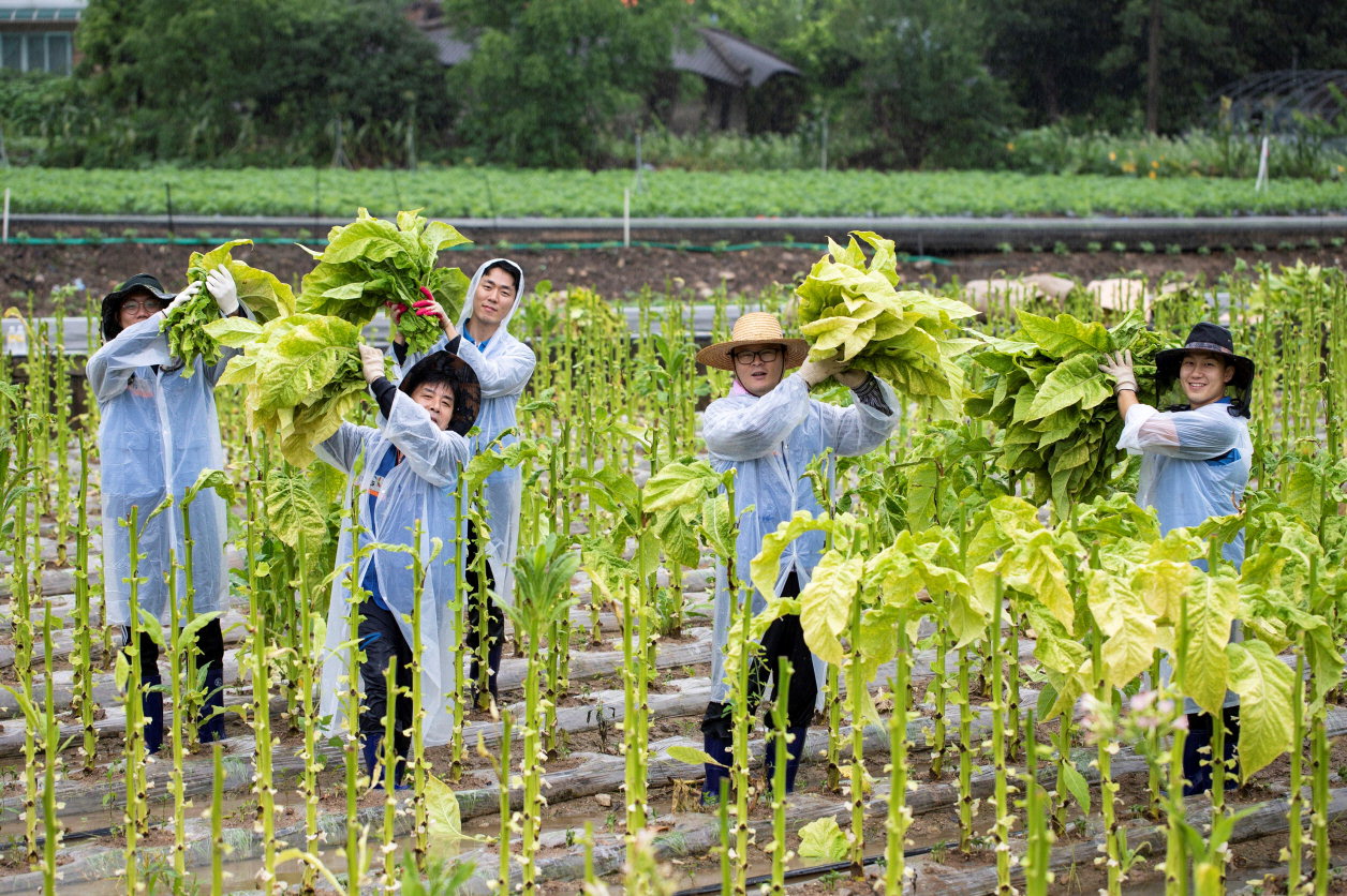 KT&G 원료본부 및 김천공장 임직원들이 지난 24일 문경시 가은읍의 잎담배 농가를 방문해 수확 봉사활동을 진행했다. / KT&G 제공