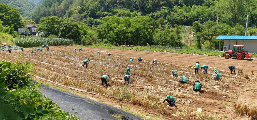 단양지역 민간단체가 일손부족 농가를 위해 마늘을 수확하고 있다/단양군 제공