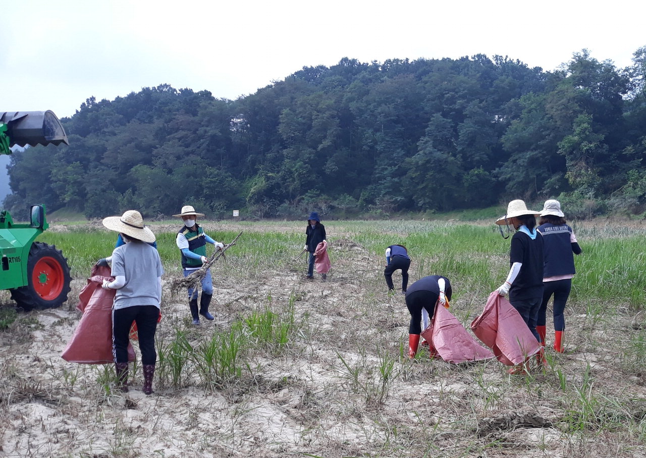 농업기술센터직원들이 금암친수공원에서 수해복구에 구슬땀을 흘리고 있다. / 옥천군 제공