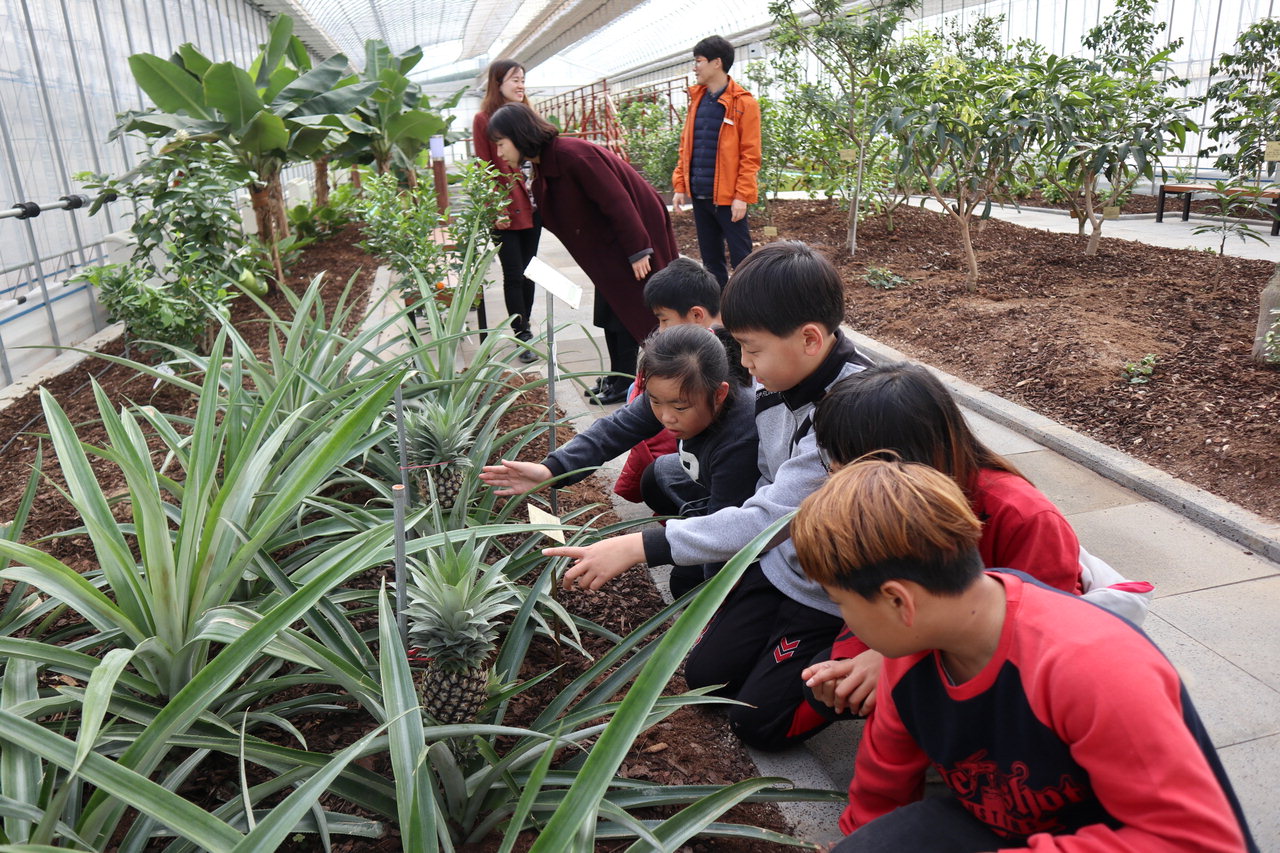 서울시 중구 청소년들이 과일나라테마공원에서 포도수확체험을 하고 있다. / 영동군 제공