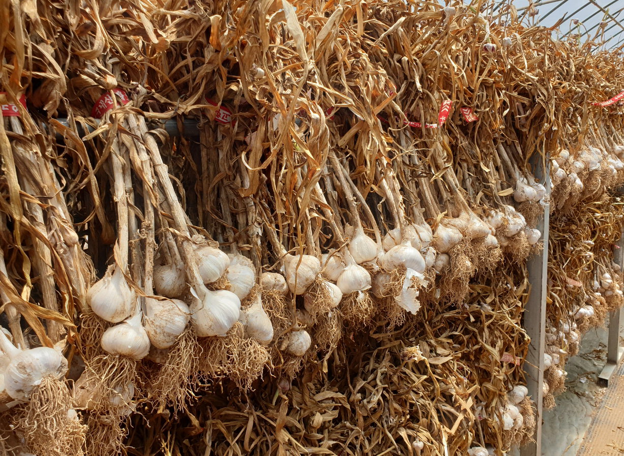 단양군이 병해충 발생으로 어려움을 겪는 농가를 위해 단산마늘 우량종구 공급에 나섰다. 단산마늘/단양군 제공