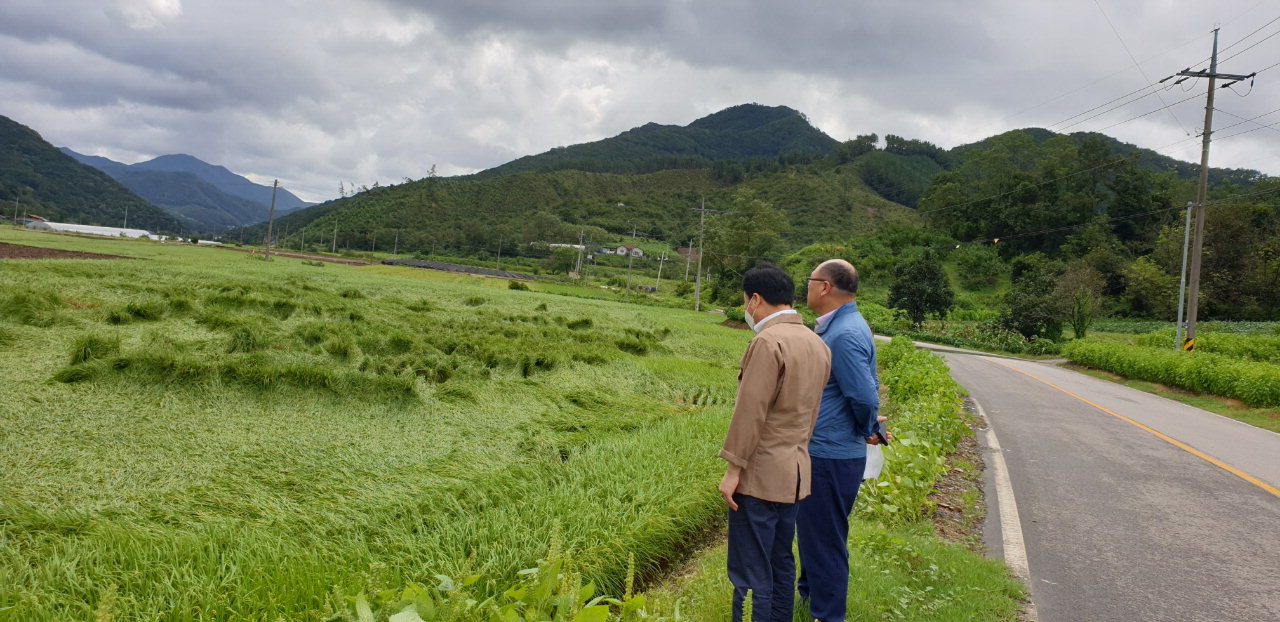 정진국 지부장이 벼 도복피해를 입은 청산면 만월리 벼 재배 농가를 방문해 지원 방안을 협의했다.
