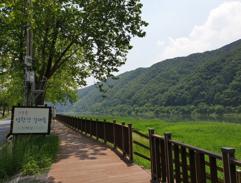 자전거길 조성사업이 추진 중인 남한강 갈대숲 수변/단양군 제공