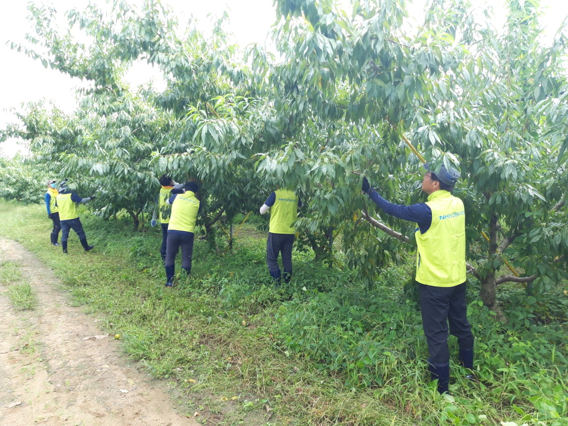 농협직원들이 옥천읍 삼청리 사과재배 농가에서 일손돕기를 실시했다. / 농협옥천군지부 제공