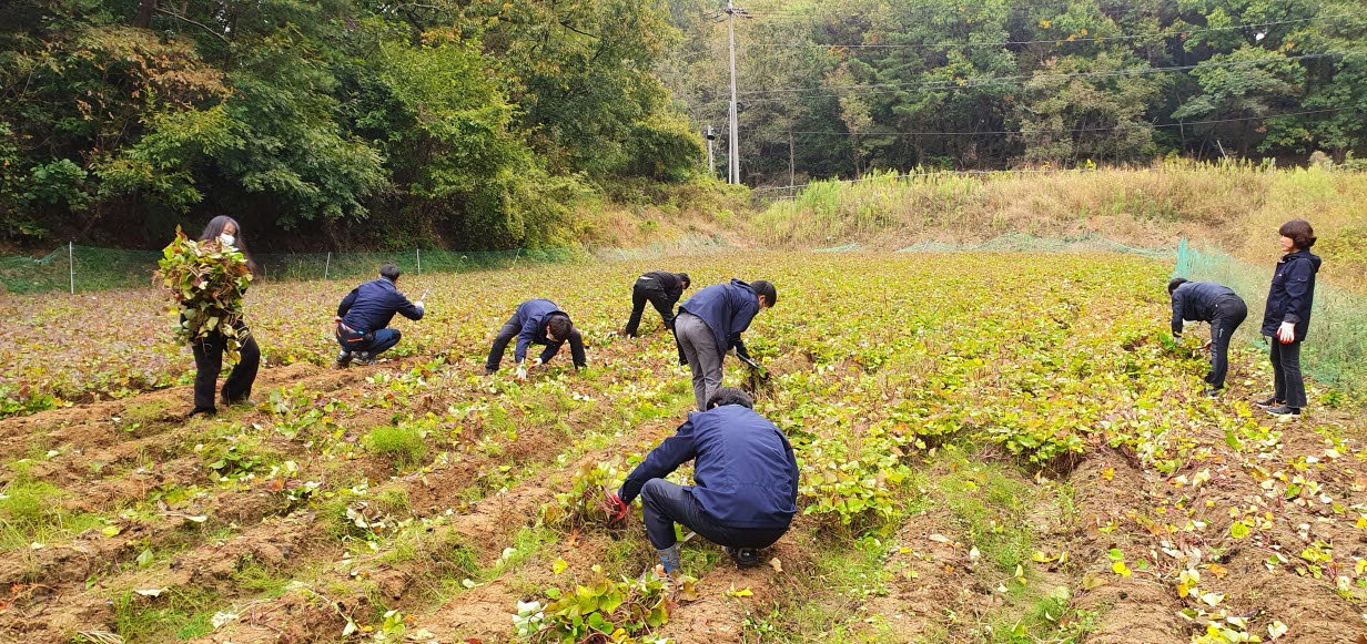 산림과 직원들이 가을철 수확기를 맞아 농촌일손돕기 하는 모습