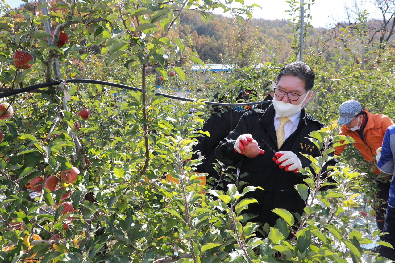 29일 박세복 영동군수는 경제과 직원들과 매곡면 수원리 사과밭에서 생산적 일손봉사에 참여해 사과를 수확하고 있다. / 영동군 제공