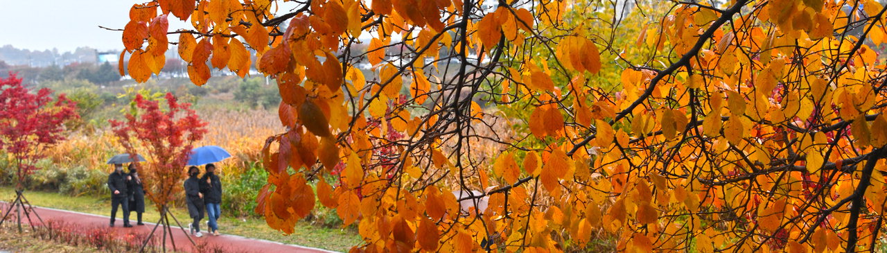 늦가을 비가 내린 11월의 첫날 청주시 무심천 산책로에서 시민들이 우산을 들고 산책을 하며 휴일 오후를 즐기고 있다. / 김용수