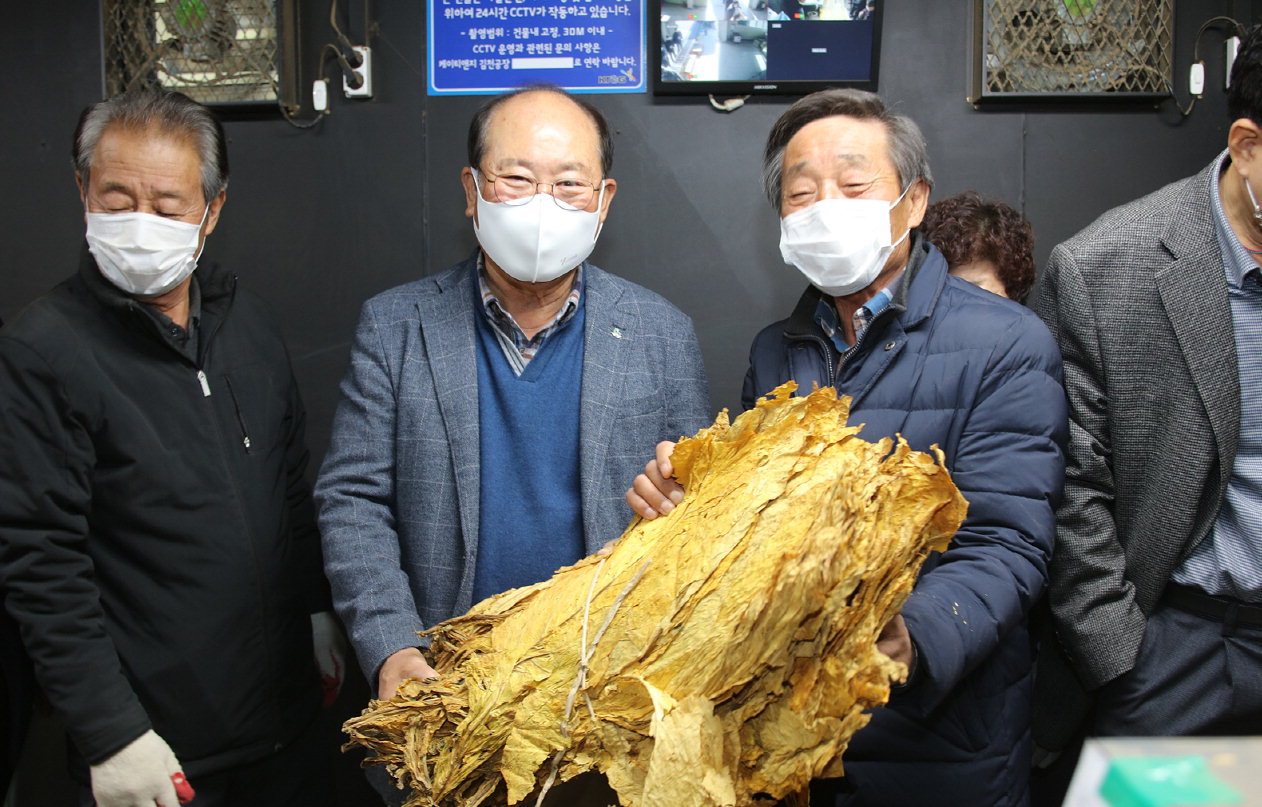 류한우 군수가 농민들이 생산한 잎담배를 들어 보이고 있다/단양군 제공
