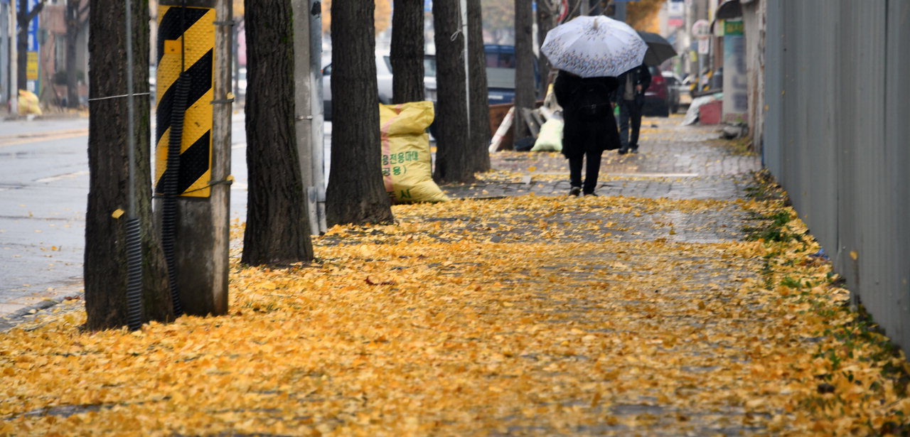 18일 청주일원에 계절의 재촉하는 늦가을비가 내리면서 길거리에 은행잎이 떨어져 노란 양탄자를 깔아놓은 듯하다. 청주기상지청에 따르면 19일 도내 전역에 천둥·번개를 동반한 비가 내릴 것으로 예상하고 있다. / 김용수