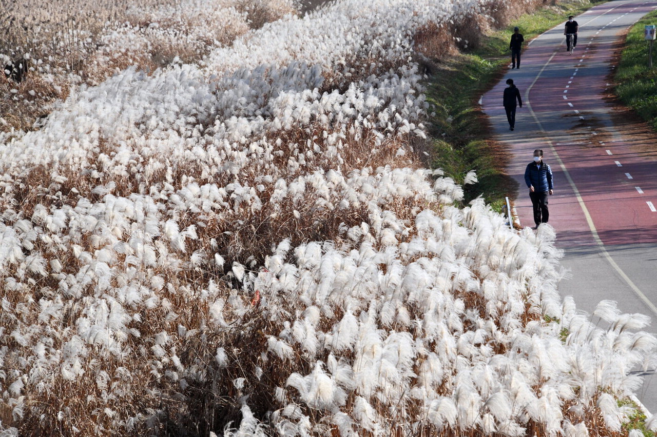 12월의 첫 휴일인 6일 코로나19 지역감염이 증가하고 있는 가운데 산책 나온 시민들이 억새와 갈대가 은빛물결을 이루고 있는 청주 무심천 산책길에서 '거리두기'를 하며 걷고 있다. / 김용수