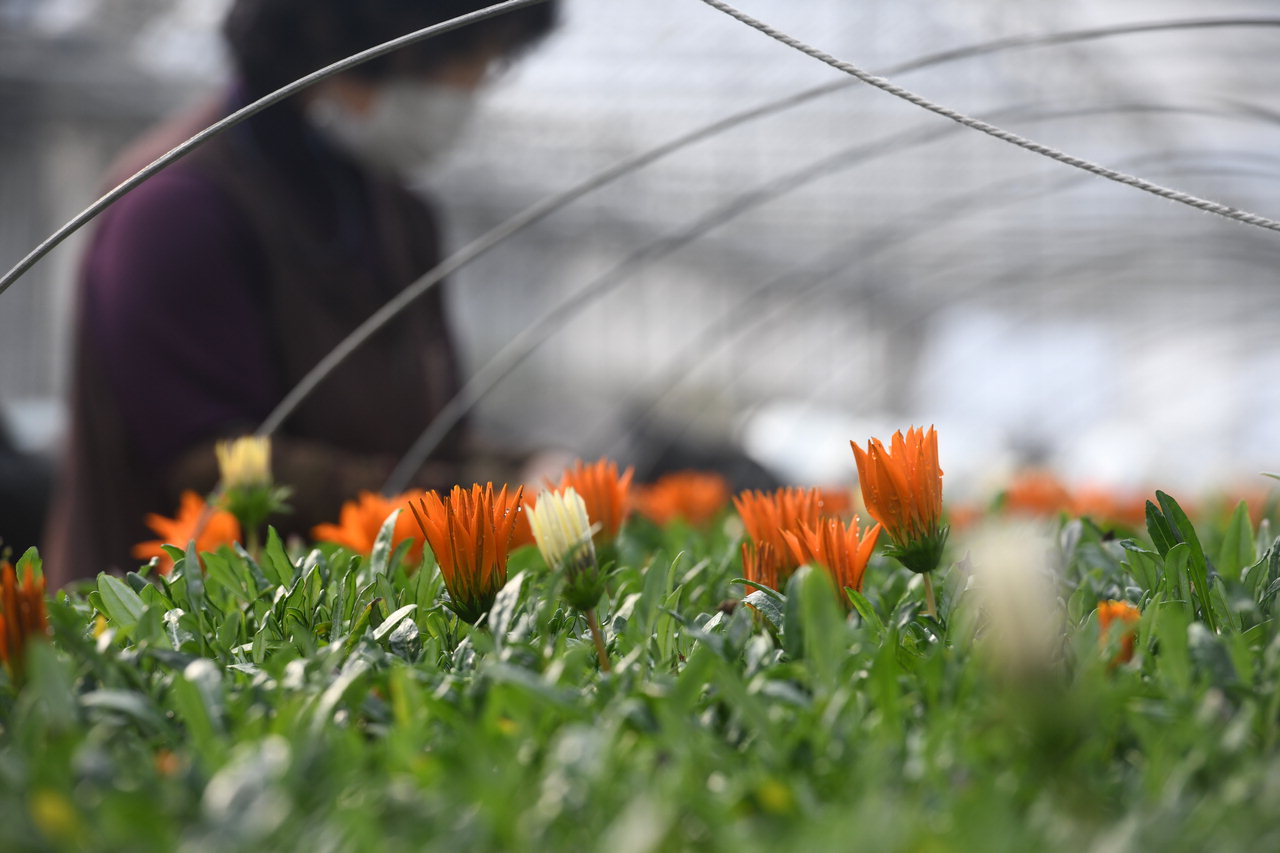 포근한 날씨가 이어진 1일 청주시 상당구 월오동 종묘장에서 관계자가 한파를 이겨내고 피어난 꽃을 다듬고 있다. /김명년