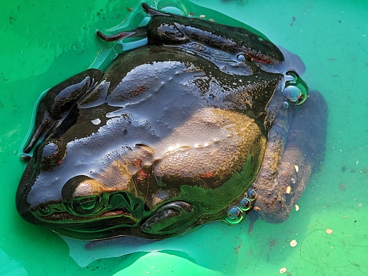 지난 3일 맹꽁이생태공원에서 발견된 북방산개구리.