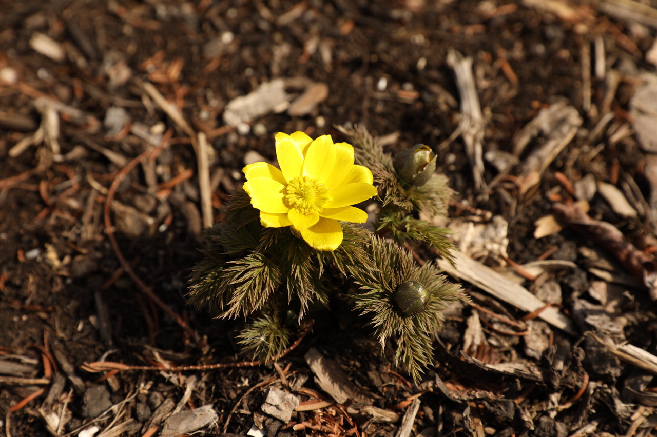 봄이 다가왔음을 알리는 세복수초가 25일 국립세종수목원 숲정원 데크에서 개화돼 관람객의 눈길을 끌고 있다. 세복수초는 꽃이 2~4월 줄기와 가지 끝에 1개씩 노란색으로 피는 것이 특징이다.