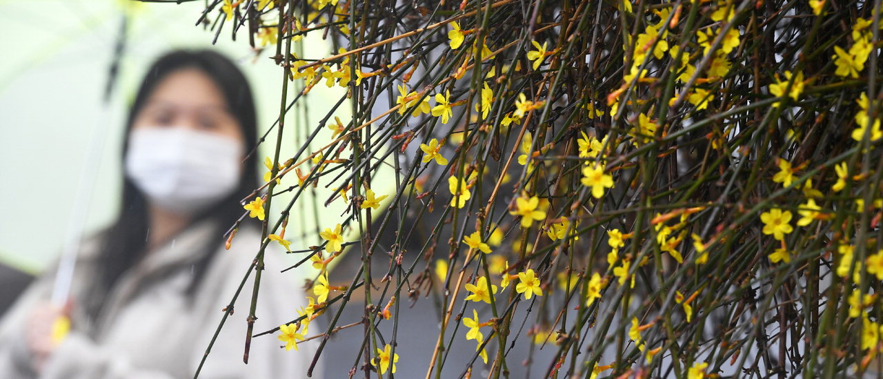봄비가 내린 1일 청주시 청원구의 한 주택가 골목에 핀 개나리에 빗방울이 맺혀있다. /김명년