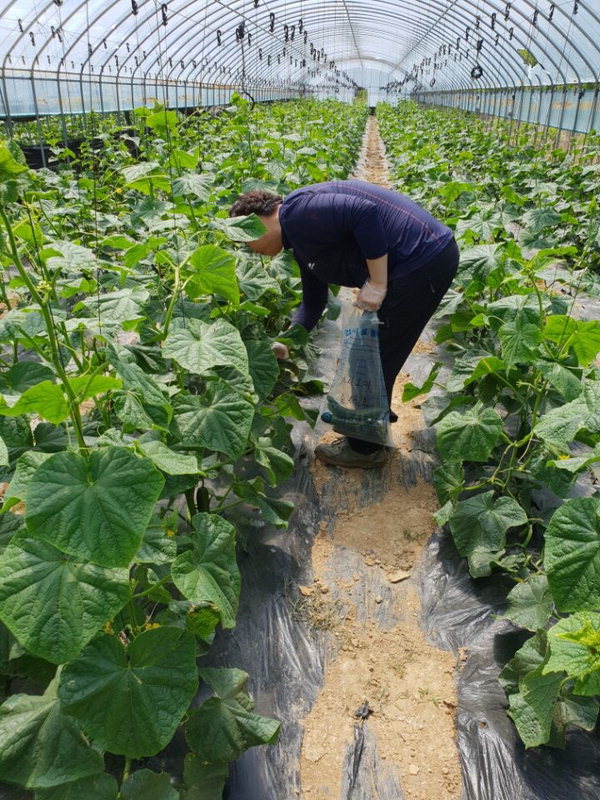 천안시농업기술센터가 지역농산물 이용촉진 및 농산물 직거래를 활성화를 위해 지역 농업인을 대상으로 2021년 생산단계 농산물 안전성검사를 하고 있다./천안시 제공