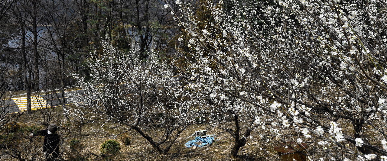 포근한 날씨를 보인 15일 청주시 상당구의 한 임야에서 시민이 부모님 장지에 심은 매화나무와 소나무를 다듬고 있다. /김명년