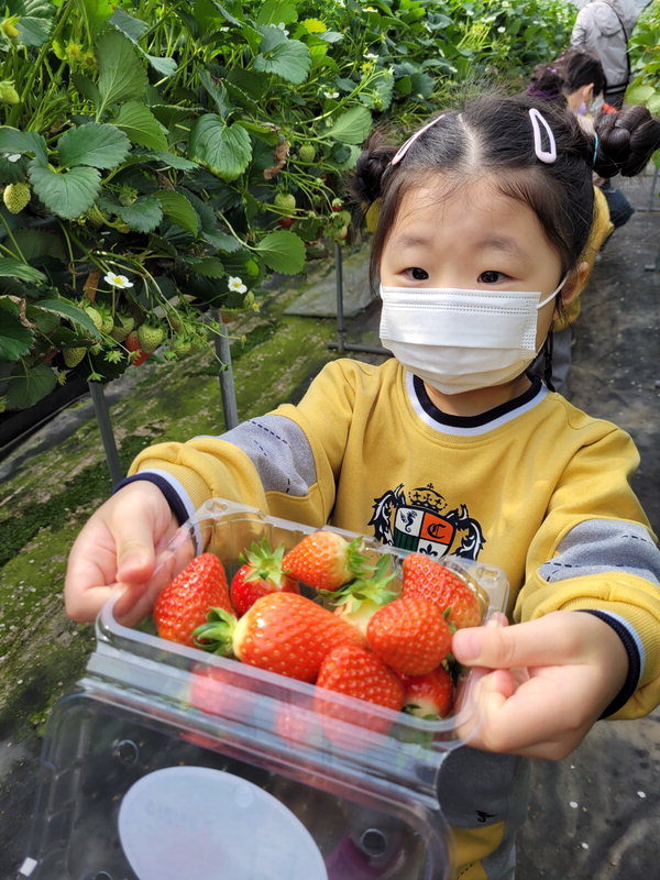 군남초병설유치원 원아가 딸기농장에서 딸기 따기를 체험하고 있다. / 옥천교육지원청 제공