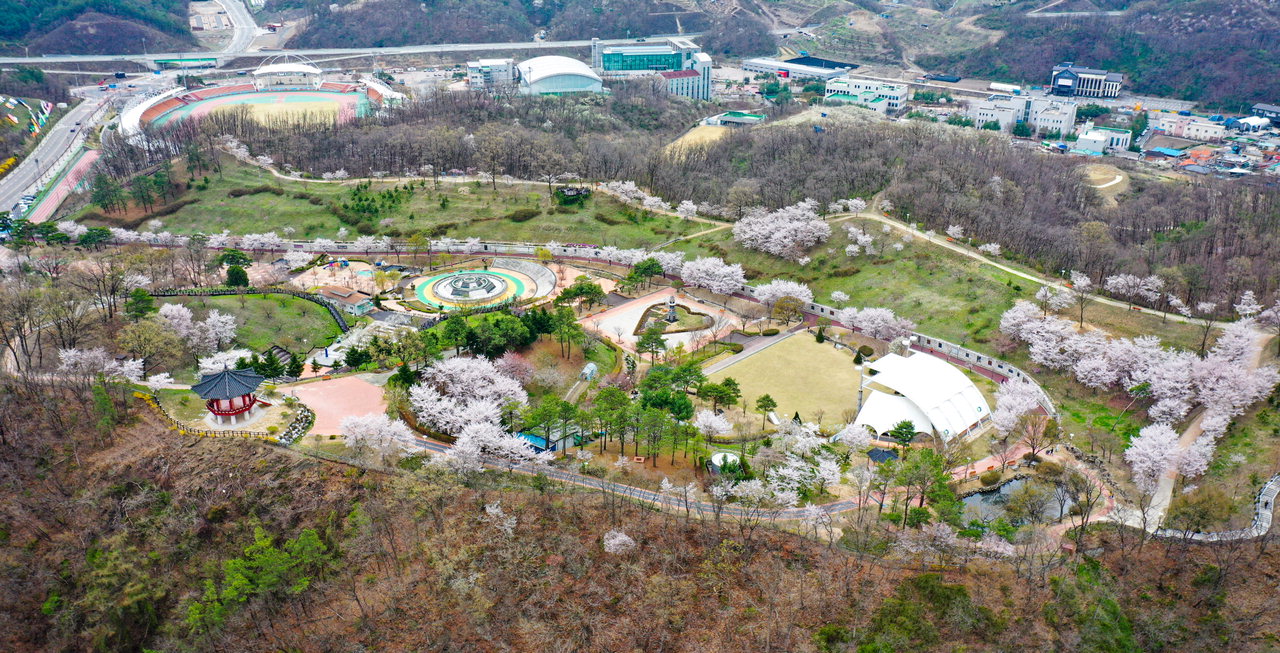 영동군민들의 힐링공간인 용두공원에 벚꽃이 만개했다. / 영동군 제공