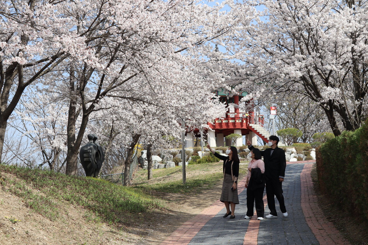 영동군민들의 힐링공간인 용두공원에 벚꽃이 만개했다. / 영동군 제공