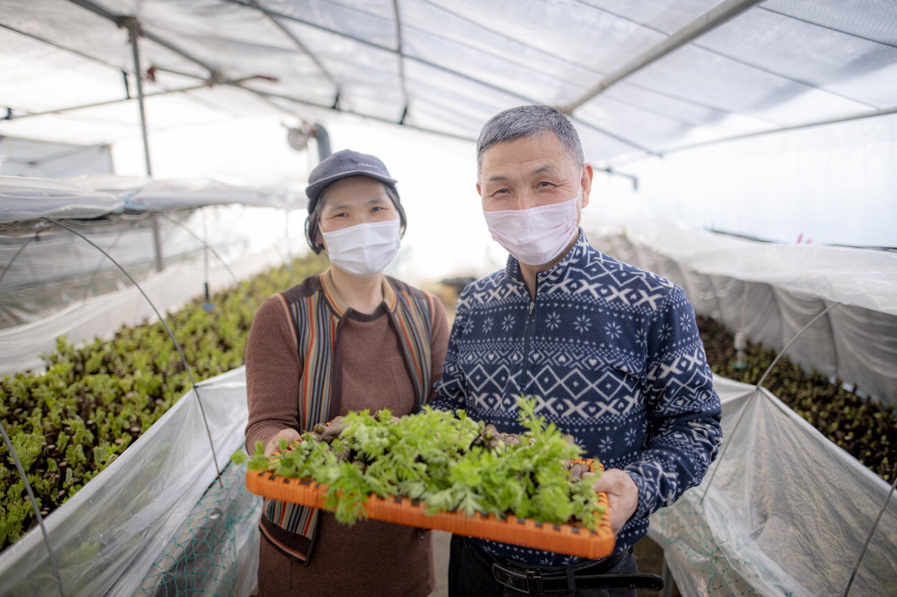 박단오(왼쪽), 김경수 부부가 직접 재배한 두릅을 들어보이고 있다. /예산군 제공