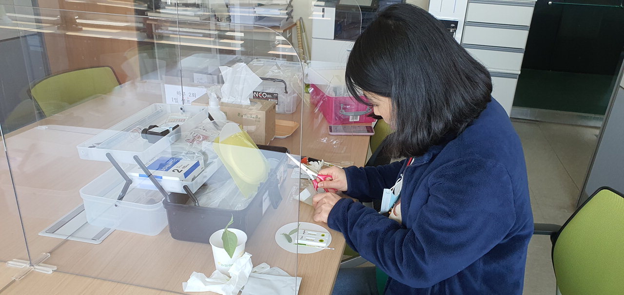 천안시농업기술센터가 간이 진단키트를 활용해 원예작물 바이러스병을 진단하고 있다./천안시 제공