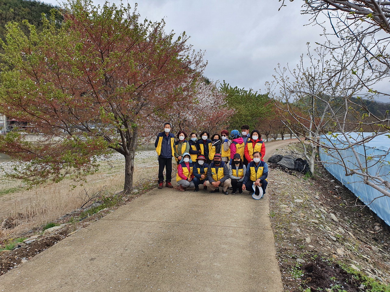 영동군 상촌면 주민자치위원회 회원 25명은 14일 초강천변에 심은 벚꽃나무 식재지를 정비했다. / 영동군 제공