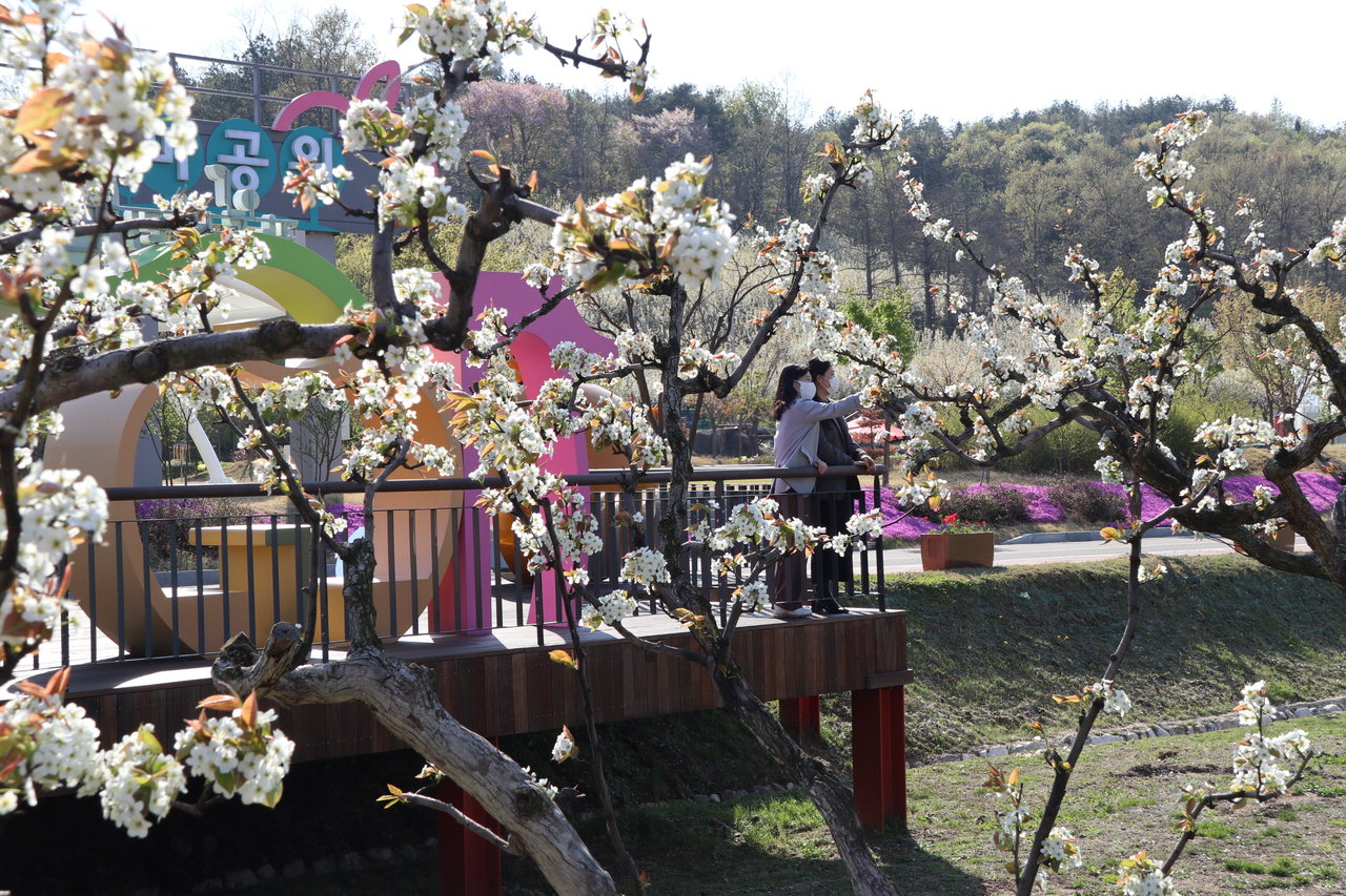 영동군 과일나라테마공원에 100년 배나무가 봄햇살을 받으며 순백의 배꽃을 활짝 피웠다. / 영동군 제공