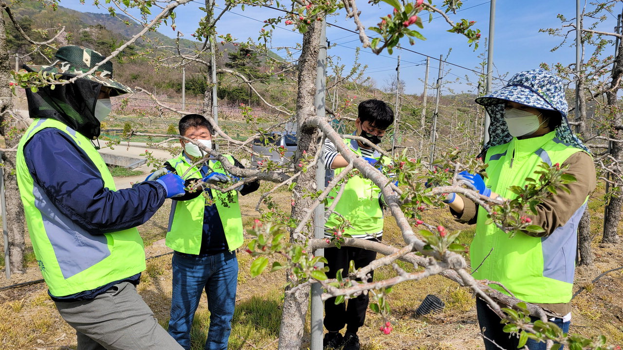 농협음성군지부와 사회봉사자 등 15여 명은 15일 음성군 소이면 충도리 과수농가를 찾아 사과꽃 따기(적화 작업) 등 생산적 일손 봉사를 실시했다.