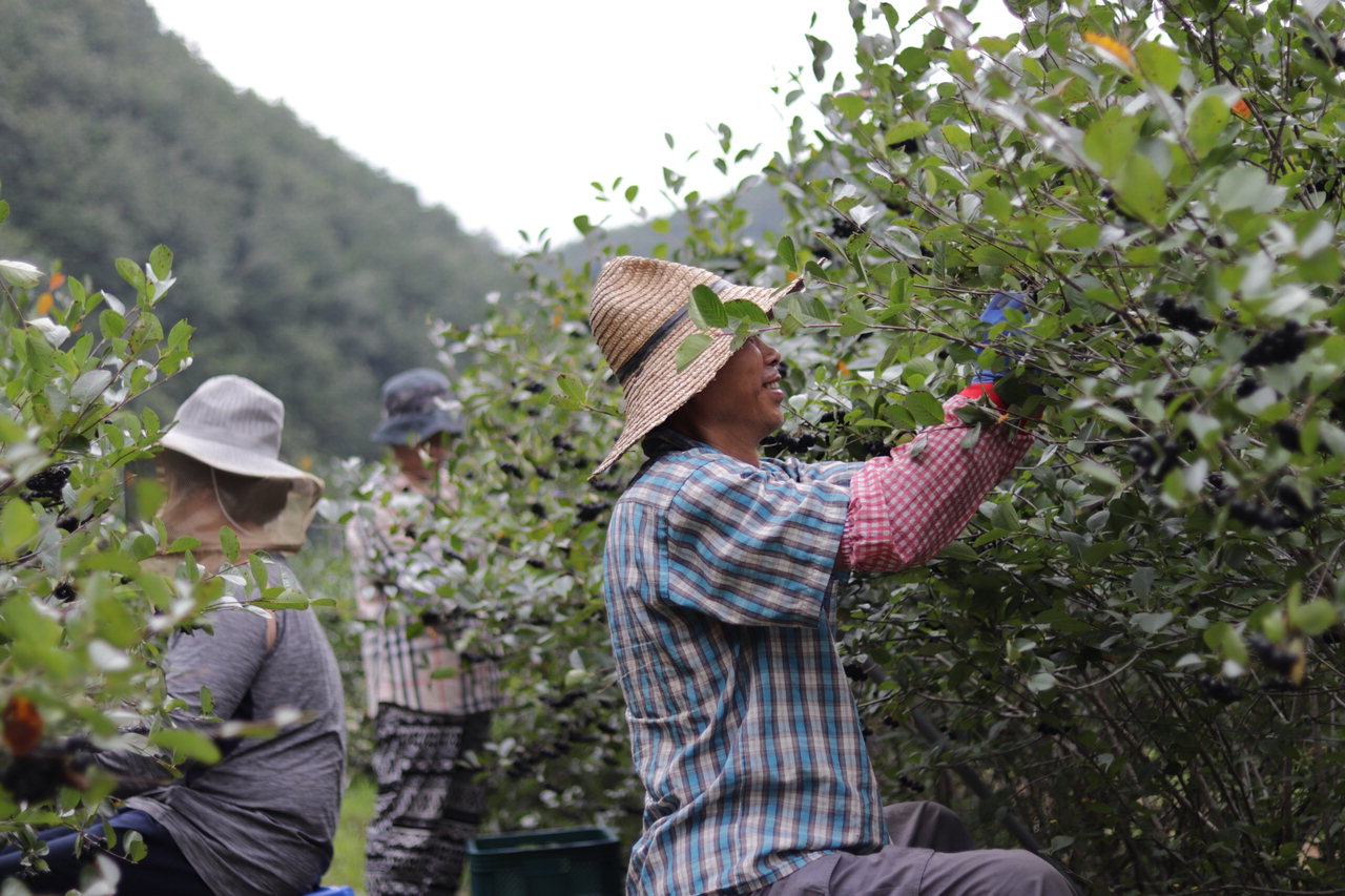 김환기씨가 유기농 아로니아를 수확하고 있는 모습.