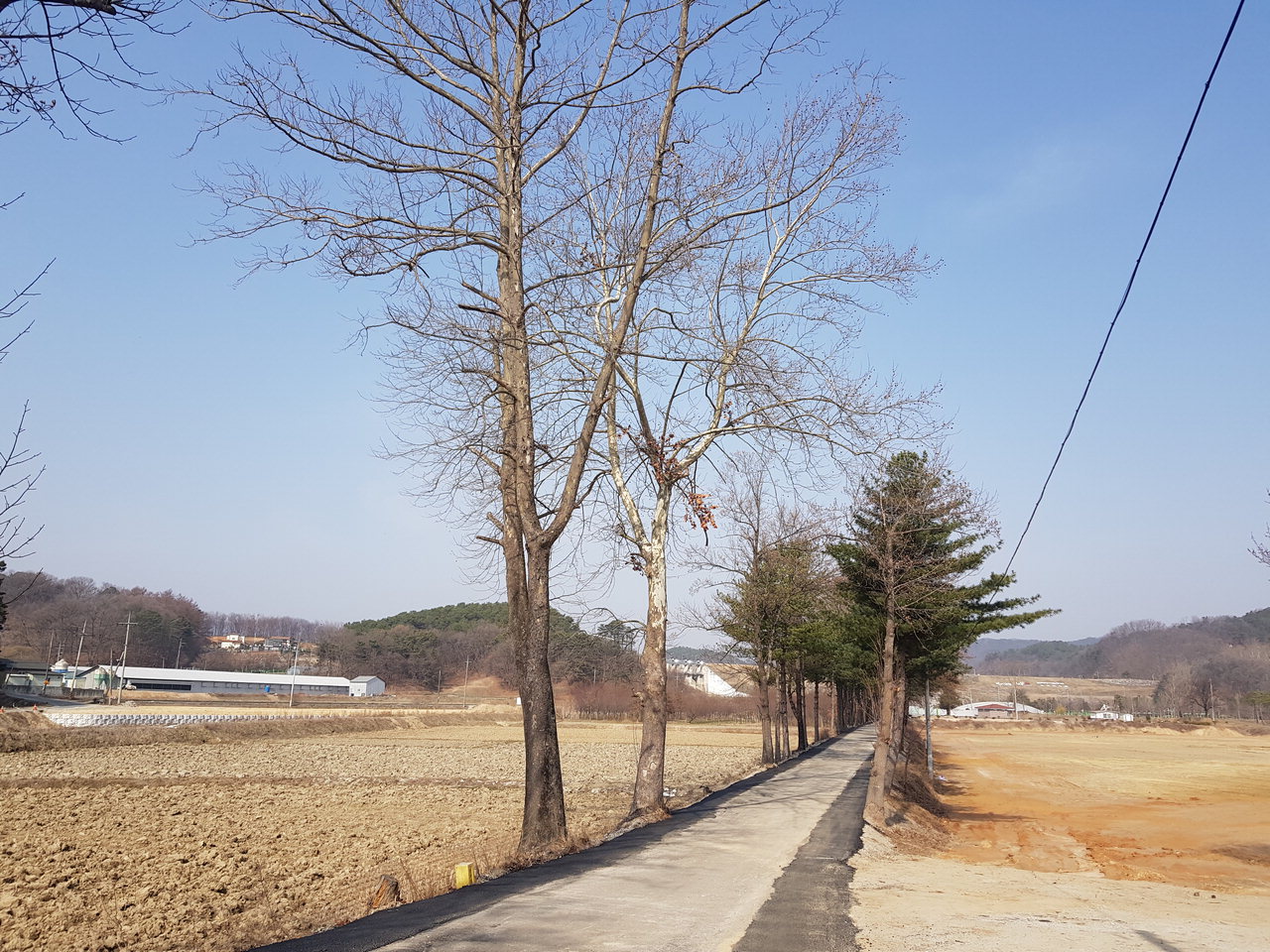 채종임분 지정에서 해제된 진천읍 행정리 백합나무