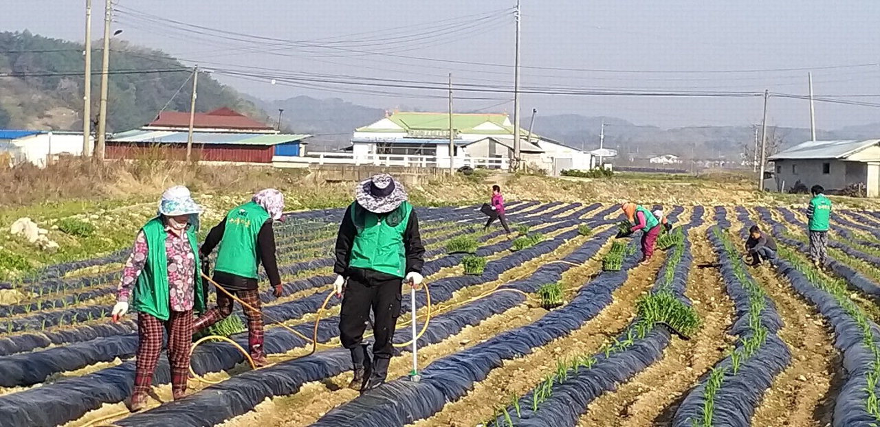 보은군 장안면 새마을지도자협의회(회장 김종규)는 지난 28일 장안면 황곡리 옥수수 재배농가를 방문해 생산적 일손봉사를 추진했다.
