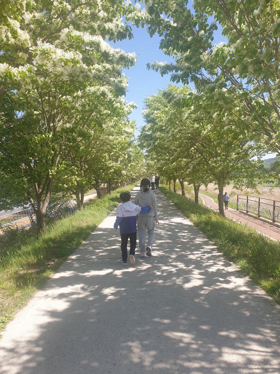 진천읍 성석리 이팝나무길