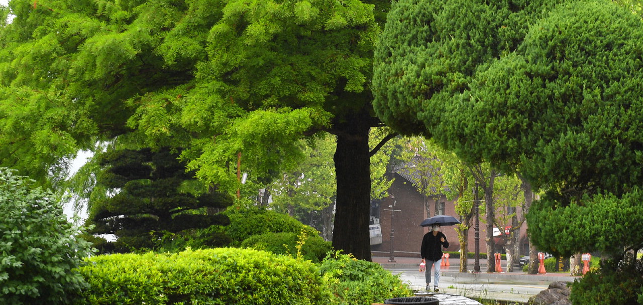 만물이 점차 생장하여 가득 찬다는 절기상 소만(小滿)을 하루 앞두고 비가 내린 20일 청주대학교에서 한 학생이 우산을 쓰고 신록으로 물든 교정을 걷고 있다. /김명년