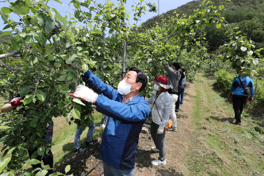 충북도의회 박문희 의장을 비롯해 사무처 직원 36명이 지난 22일 청주시 상당구 미원면의 한 농가에서 사과적과, 잡초 제거를 하며 부족한 일손을 보탰다.