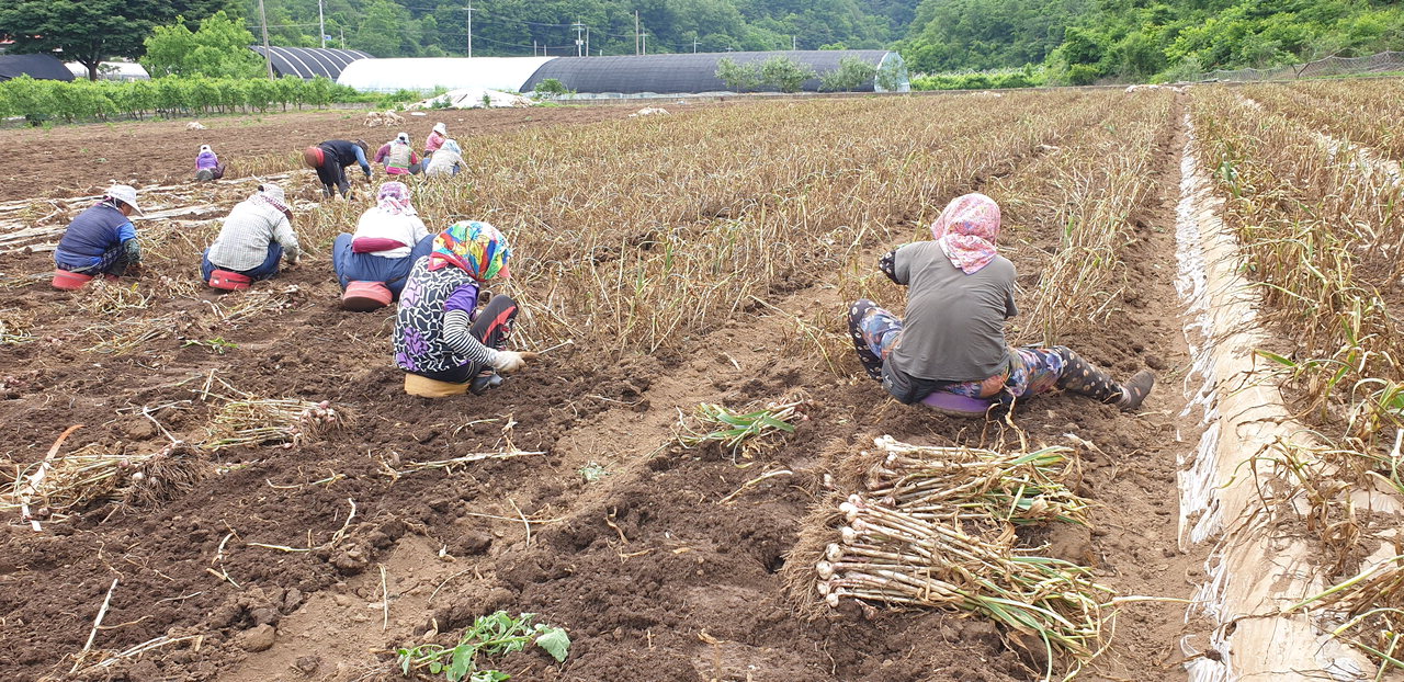 단양황토마늘 수확 시즌이 되자 농민들의 손길이 분주하다.