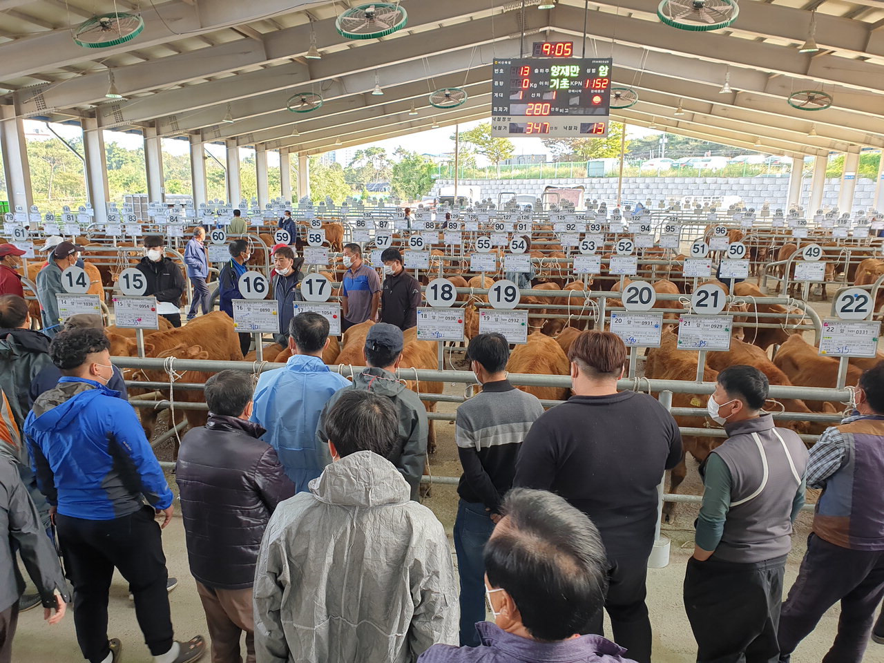 서산축산농협에서 운영하는 가축 경매시장에서 송아지 경매 진행 모습. /충남세종농협 제공