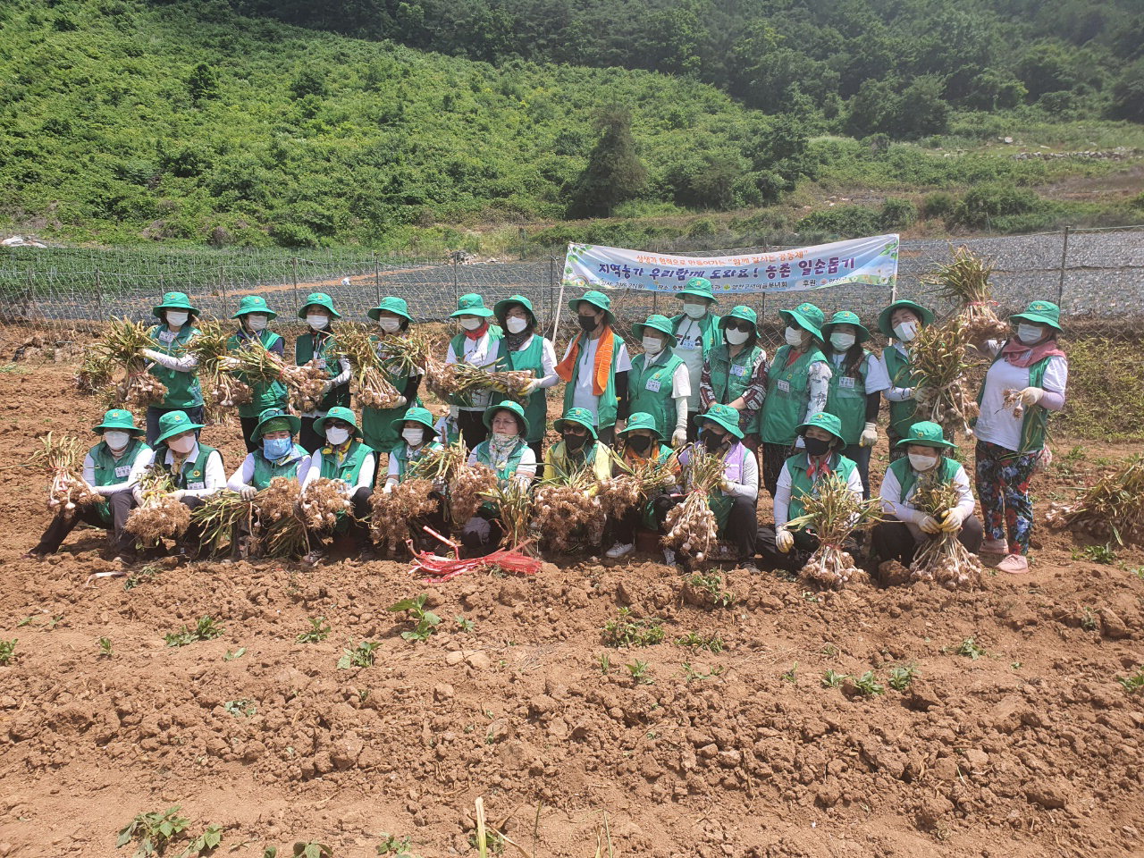 서울시 양천구 새마을부녀회원들이 지난 21일 단양지역 마늘농가를 찾아 마늘캐기 봉사활동을 펼쳤다.