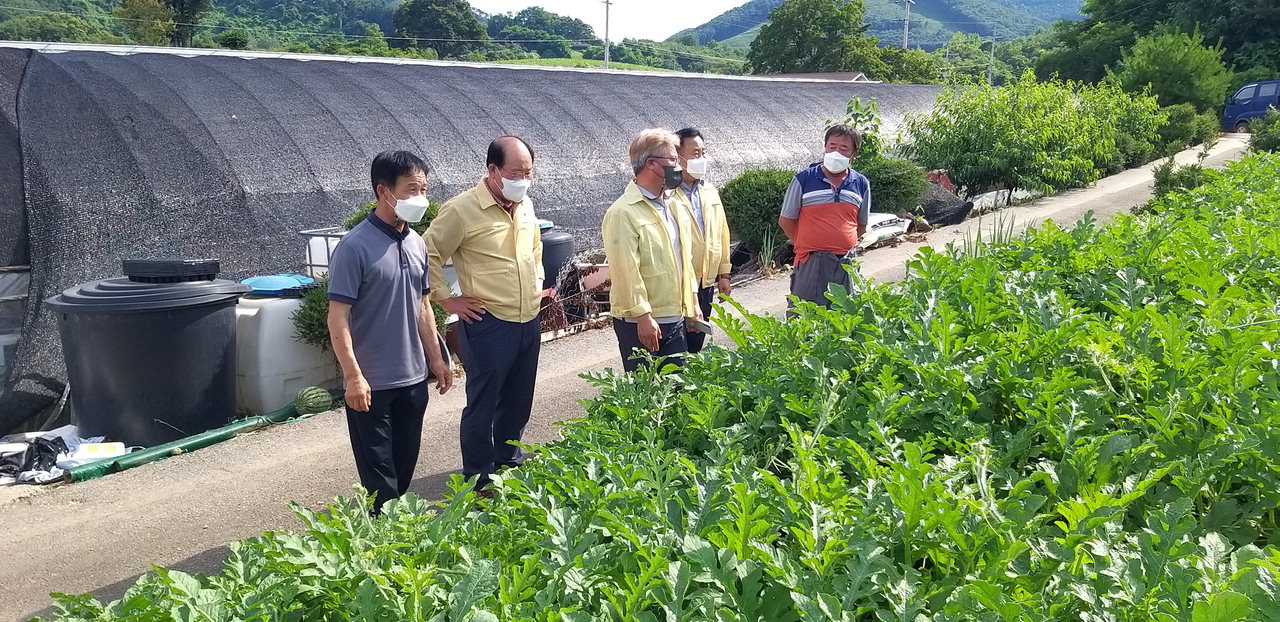 사진설명:지난 21일 단양지역 수박 농가를 찾은 류한우 단양군수 모습. 사진제공=단양군청