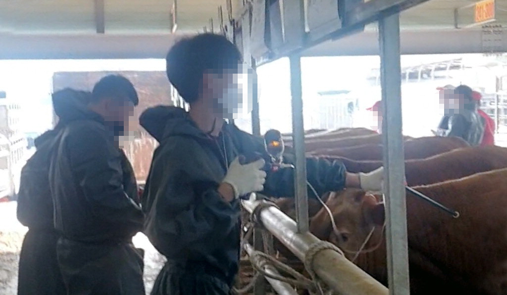 지난 6일 가축시장에서 청주 축산농협 직원 2명이 경매에 나온 소에 자동주사기로 주사를 놓고 있다. /정세환
