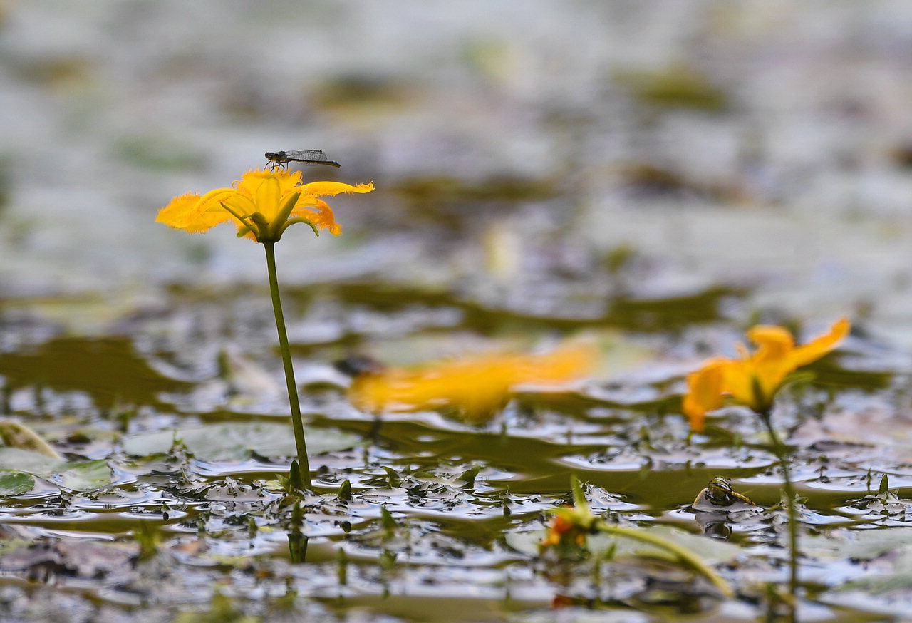 청주 낮 최고기온이 29도를 기록한 9일 충북 청주시 한국교직원공제회관에 조성된 연못에서 잠자리가 노랑어리연꽃위에 앉아 숨을 고르고 있다. 노랑여리연꽃은 해가 뜨면 피고 오후가 되면 시든다. /김명년