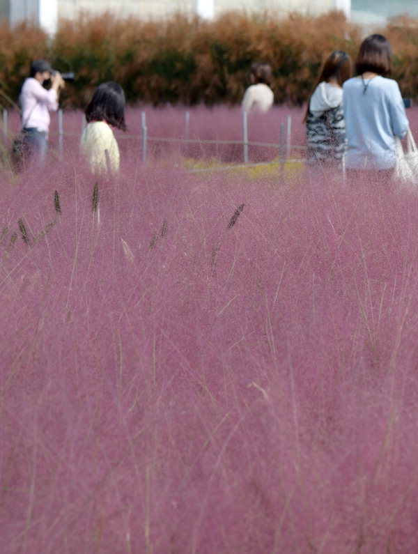 개천절 연휴 마지막 날인 4일 세종시 조치원읍의 한 핑크뮬리 정원에서 시민들이 가을 정취를 느끼고 있다. /김명년