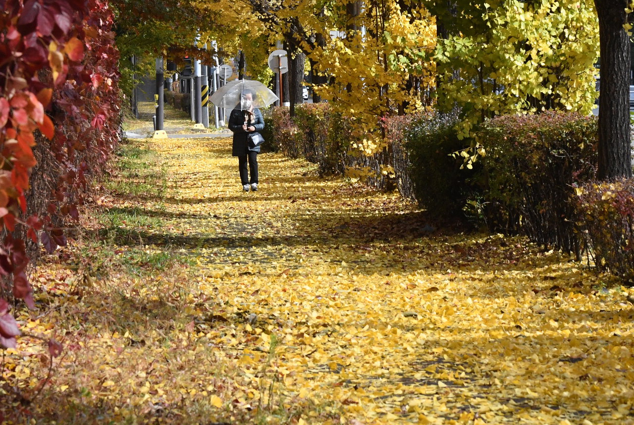 가을비가 내린 8일 청주시 흥덕구의 한 거리에서 우산 쓴 시민이 노란 은행잎이 쌓인 인도를 걷고 있다. /김명년