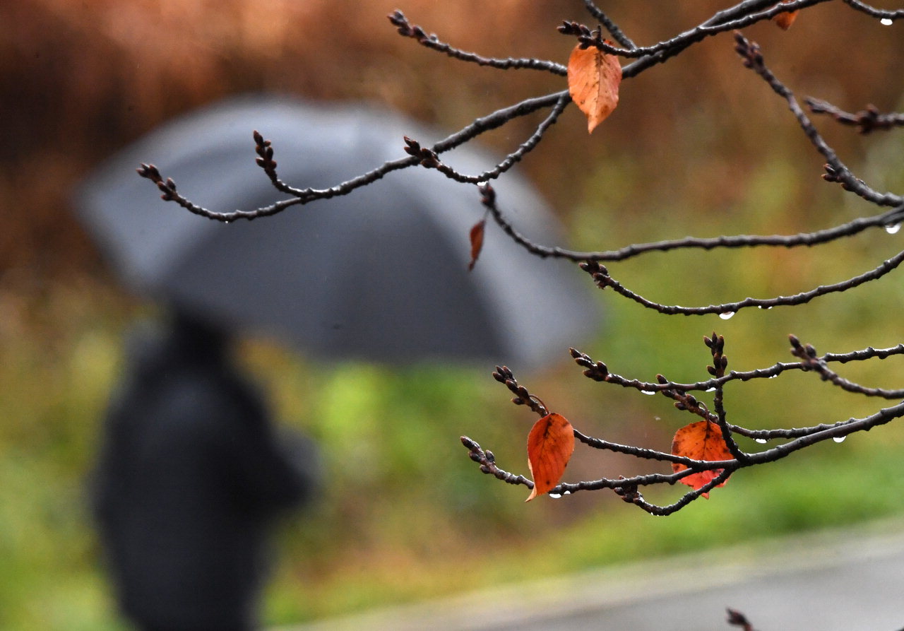 겨울을 재촉하는 비가 내린 30일 충북 청주시 흥덕구 무심천변에서 한 시민이 우산을 쓰고 걸어가고 있다. /김명년