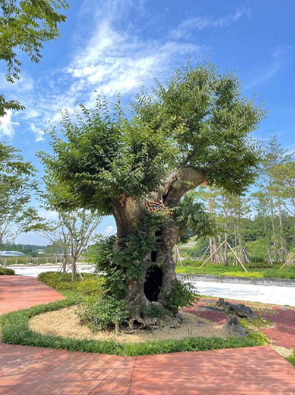 영동군이 레인보우힐링관광지 조경을 위해 4억원에 구입한 느티나무