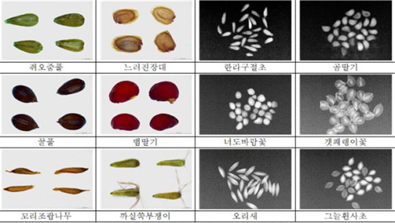 자생식물 종자 형태(왼쪽)와 엑스레이(오른쪽) 사진