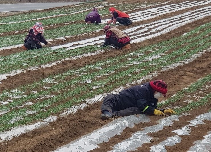 마늘 싹 꺼내기 작업 중인 농가들 모습
